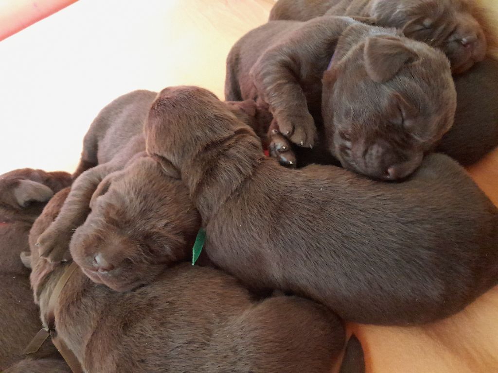 chiot Labrador Retriever des Caprices De Sirius