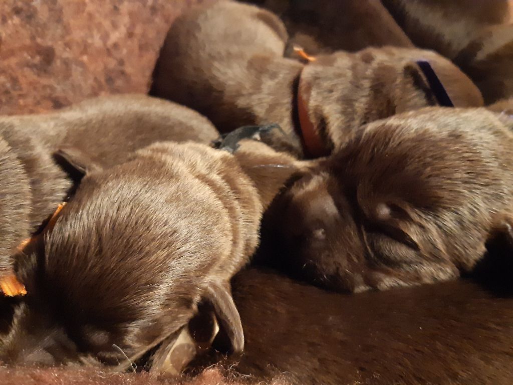 chiot Labrador Retriever des Caprices De Sirius