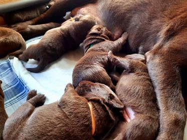 des Caprices De Sirius - Labrador Retriever - Portée née le 12/10/2020