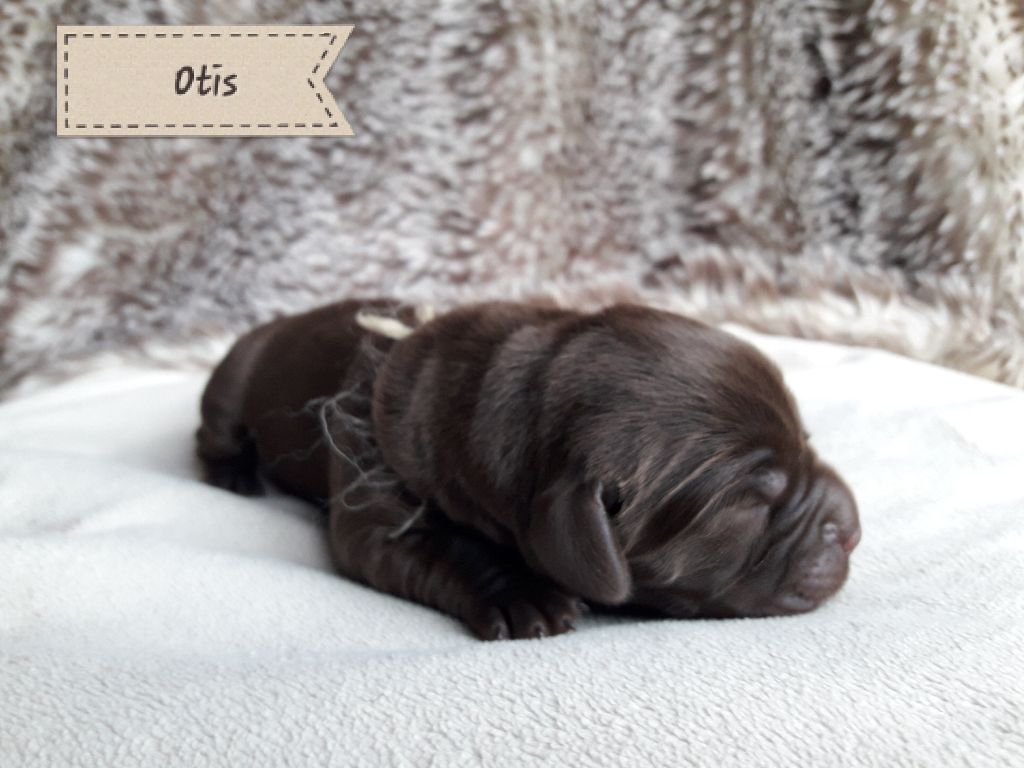 des Caprices De Sirius - Labrador Retriever - Portée née le 08/03/2018